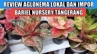 Download lagu Review aglonema lokal dan impor Bariel nursery karang mulya tangerang mp3