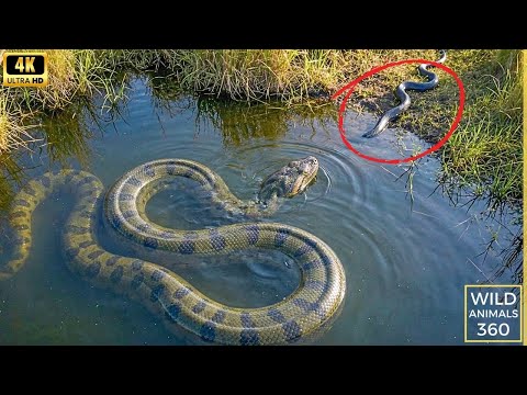 Wild Life Amazon Jungle vs Savanna: Most Dangerous Animals Battle - The Ultimate Discovery #wildlife