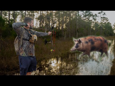 How to Find & Hunt Wild Hogs (Public Land Hunting)