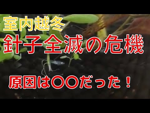 冬に針を失う針葉樹はどれですか? トピックス