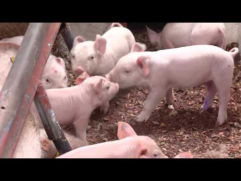 , title : 'Enfermedades de los cerdos según sus etapas | La Finca de Hoy'
