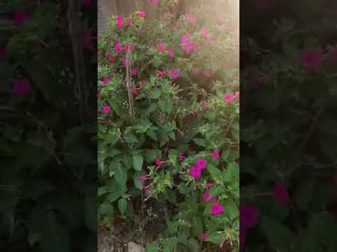 param saundary | #flowers | #nature |#garden |  #green | #roses |  #plants