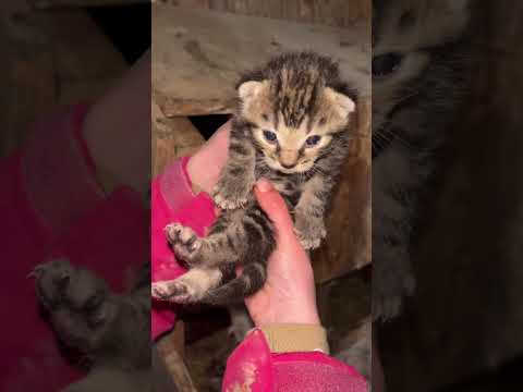 Feline Friends Update!
