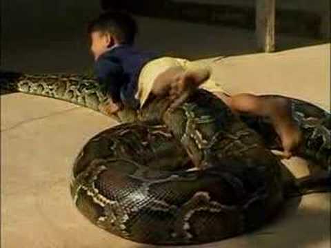 Cambodian boy plays with his 20-foot-long pet python