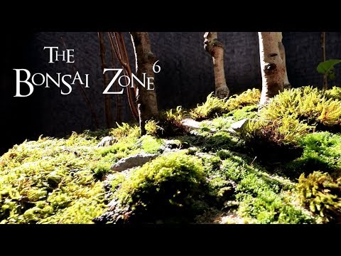 Creating a Birch Bonsai Forest, Part 2 The Bonsai Zone, Oct 2019