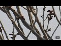 alakarga / Eurasian Jay / Garrulus glandarius