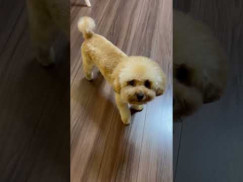 経営学科 トリミング直後のトイプードル15ヶ月 #toypoodle #トイプードル