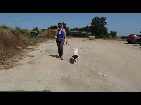 Vídeo de FABIO