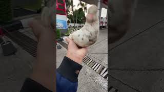 Download lagu I released my pigeon   50k money around Jakarta #pigeon #mypigeon #mypigeon #pigeonlovers mp3