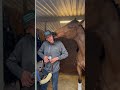 Horse Loves Owner