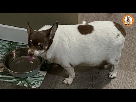 I Adopted the Chubbiest Dog at the Shelter — and He Changed My Life