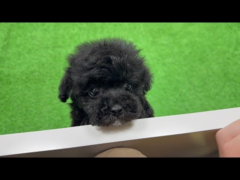 YouTube動画のサムネイル