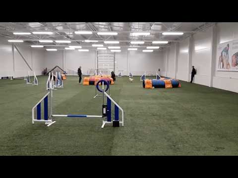 Agility competition 23.09.2018 Agility Arenguselts A1 Jumping