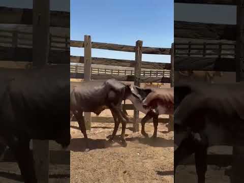 ➡️ *PROMOÇÃO 17 Bezerros: 1.700 reais cada em Cedro/ Ceará. Whatsapp 84 99810 2784*