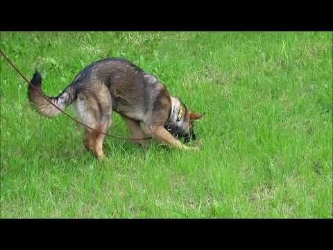 Chira Zde-Sko, stopa 8 měsíců