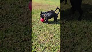 Video preview image #1 Labrador Retriever-Unknown Mix Puppy For Sale in Doylestown, PA, USA