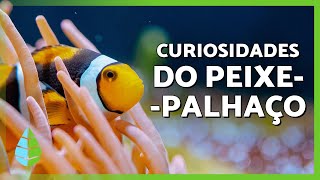 Miniatura do vídeo