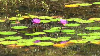 Pookot Lake - a freshwater lake in Wayanad