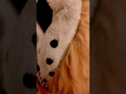 Bellan kaa kaulanarulla