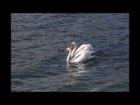 offduzz - "súplica" (áudio oficial) vol. 1