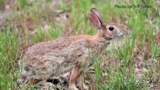 How to Get Rid of Rabbits - DIY Pest Control