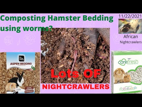 Compost Hamster Bedding with Worms Everywhere!!! 11/22/2021