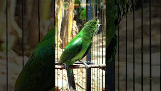 Download lagu Cucak ijo jamtrok kejer-kejer #shorts mp3