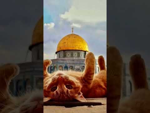 Cat stands for al-aqsa #palestine #gaza #cats #rafah