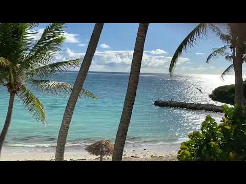 HD Tropical Island Beach and Jazz Music - White Sand with Palm Trees Paradise - Relaxation