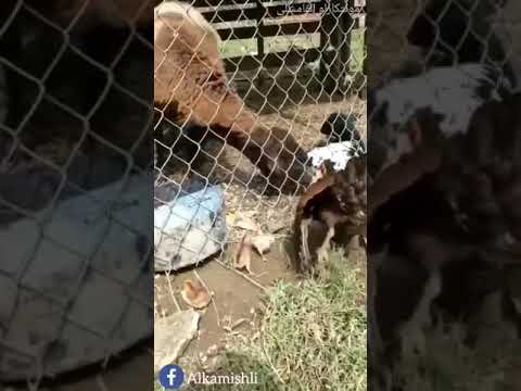 Na3ja walkin motor kalb