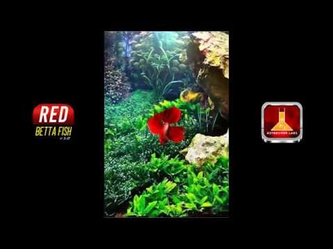 Red Betta Fish Live Wallpaper Video