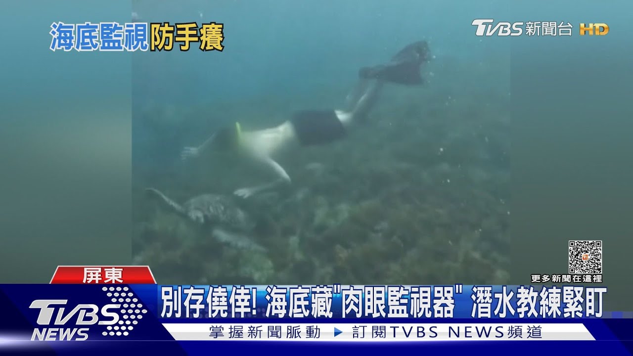 摸一次30萬!伸手偷摸小琉球海龜 潛水教練拍下檢舉