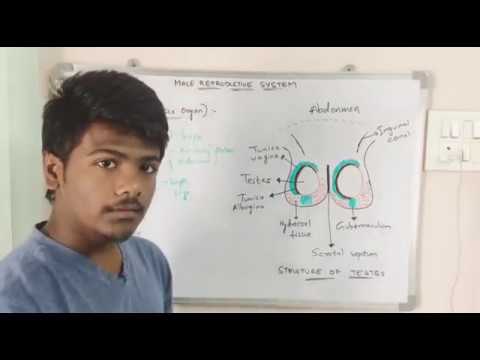 Inter 2nd year SYNAPTIC TRANSMISSION ZOOLOGY