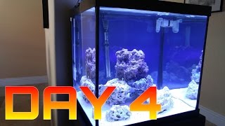 HOW TO: Setup a saltwater aquarium 27 cube - DAY 4