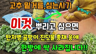 고추심을때 이것 뿌려주면 고추탄저병.진딧물.총채.응애 한방에 해결 한약제로 쓰이는 천연살충&살균제 고추 심는…