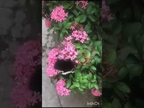 ￼#organic Vegetables and fruits #telugu #video ❤️❤️#honey bhavya 🍑🥭🍏🍅🍆