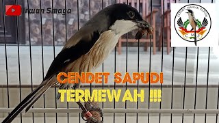 Download lagu CENDET SAPUDI TERMEWAH mp3