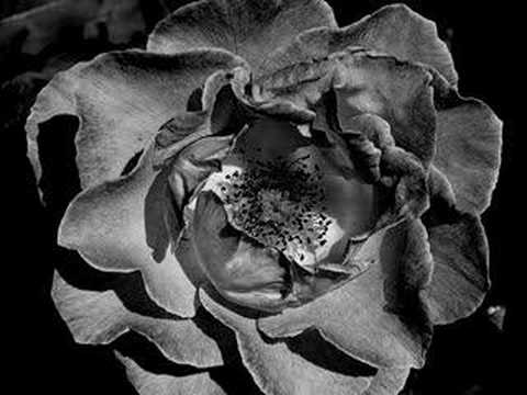 Carlos Mena ~J.M.Bach ~Ach, wie sehnlich wart ich der Zeit