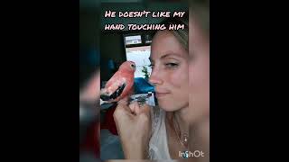 Rosey Bourke Mingo kissing time🥰