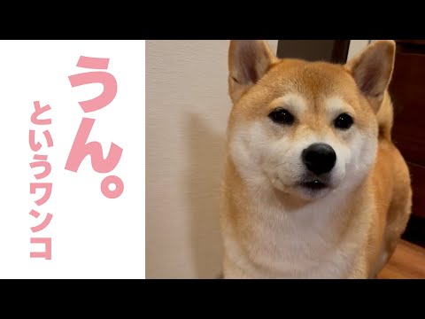 チャウチャウ 青い舌を持つ凛々しい「獅子犬」