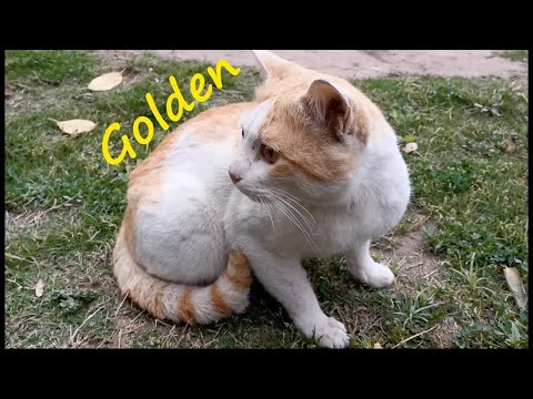 Cute, Funny and Wild Cats Meal Video 11 Mar 2021 - Street Cats