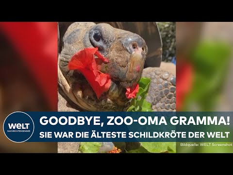 Video Thumbnail: GRAMMA GESTORBEN: Älteste Galápagos-Schildkröte der Welt musste eingeschläfert werden