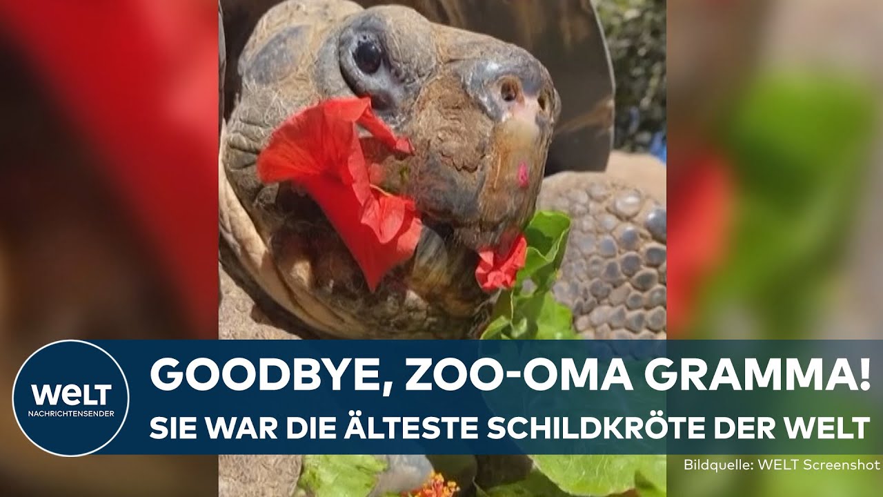 GRAMMA GESTORBEN: Älteste Galápagos-Schildkröte der Welt musste eingeschläfert werden