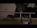 Bear Caught Eating Junk Food From Bin Bear Crimes BBC Earth