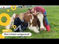 Koe-knuffelen in Beets ineens heel populair