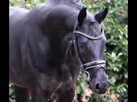 SOLD 2015 Hanoverian stallion by DESTANO www.sporthorses-online.com