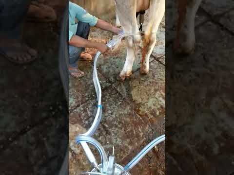 Cow Milking Machine
