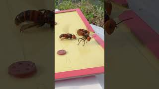 Download lagu Intelligent trap for asian giant hornets to protect honeybees #savethebees mp3 Download lagu Intelligent trap for asian giant hornets to protect honeybees #savethebees mp3