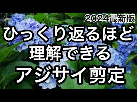 白いパニクラータアジサイを上手に管理して、屋外スペースに完璧な雰囲気を与える方法  庭園