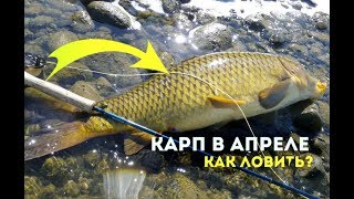Когда начинается сезон ловли карпа